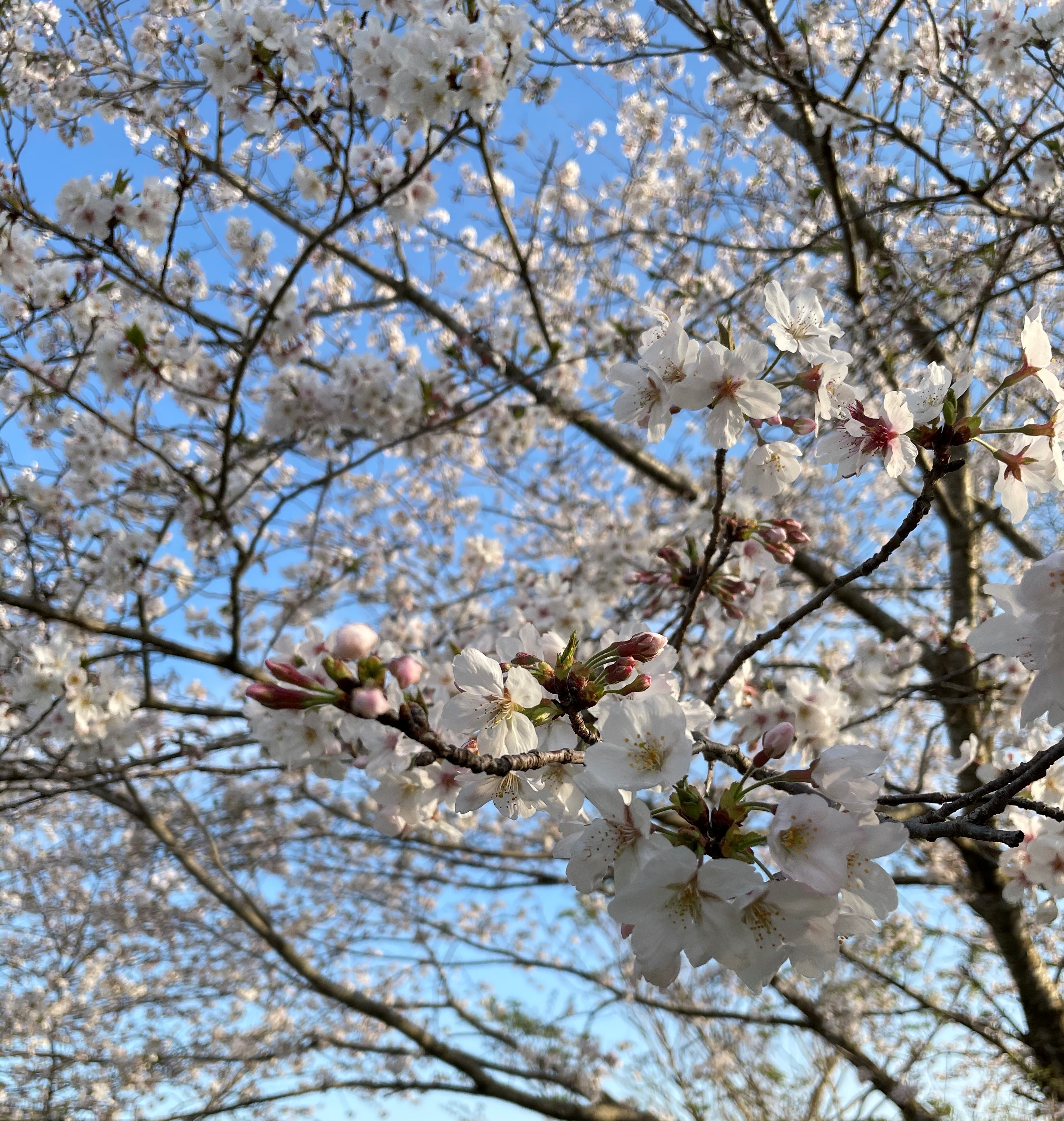 桜